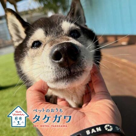 お客様の声|黒柴(ホタルくん)