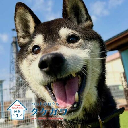 お客様の声|黒柴(ホタルくん)