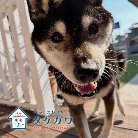 お客様の声|黒柴(ホタルくん)