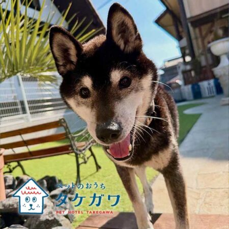 お客様の声|黒柴(ホタルくん)