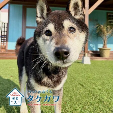 お客様の声|黒柴(ホタルくん)