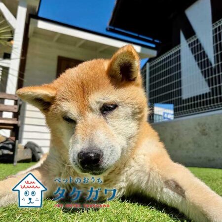 お客様の声｜柴犬（ナナちゃん）