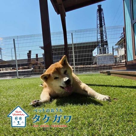 お客様の声｜柴犬（ナナちゃん）