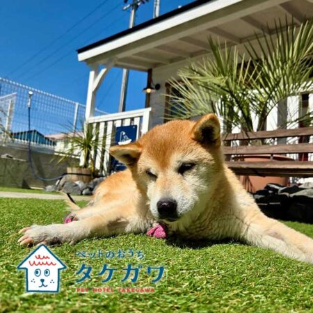 お客様の声｜柴犬（ナナちゃん）