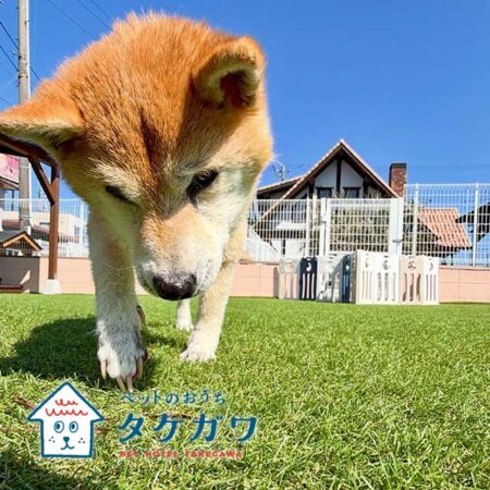 お客様の声｜柴犬（ナナちゃん）