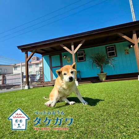 お客様の声｜柴犬（ナナちゃん）