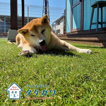 お客様の声｜柴犬（ナナちゃん）