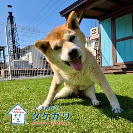お客様の声｜柴犬（ナナちゃん）