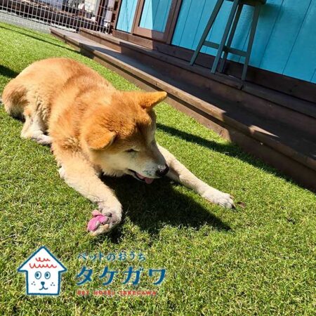 お客様の声｜柴犬（ナナちゃん）