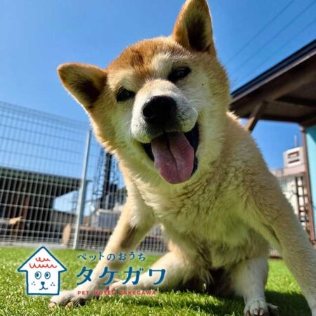 お客様の声｜柴犬（ナナちゃん）