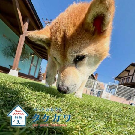 お客様の声｜柴犬（ナナちゃん）