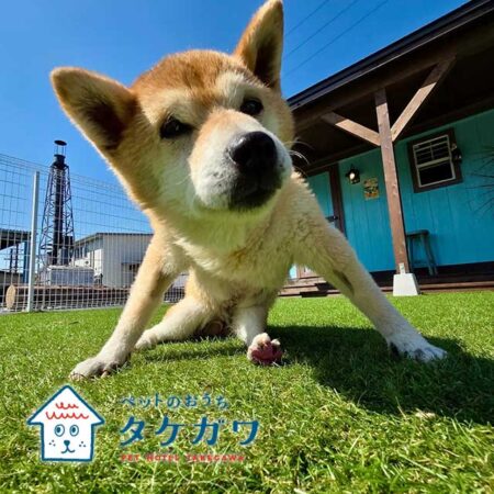 お客様の声｜柴犬（ナナちゃん）